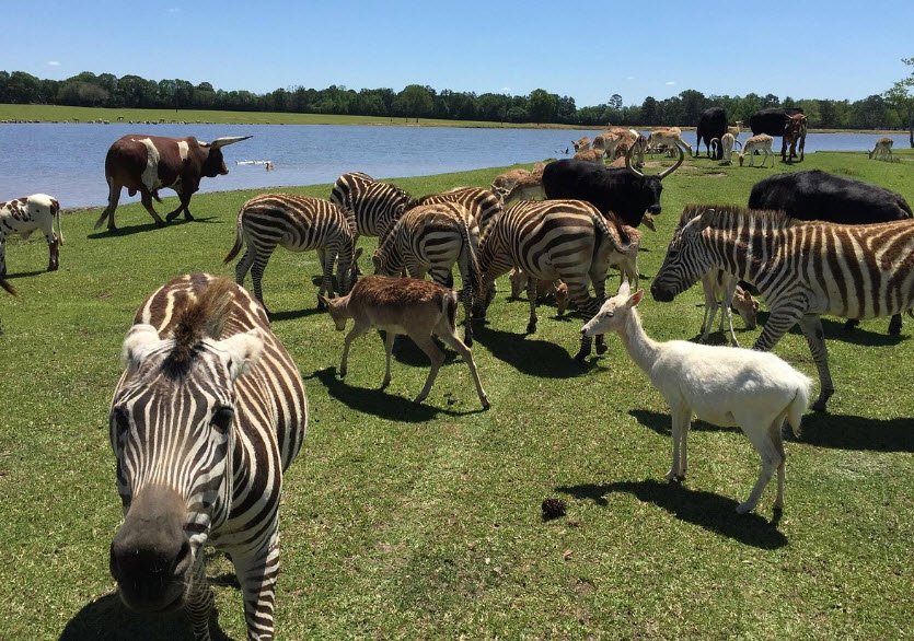 Global Wildlife Center, Louisiana, USA